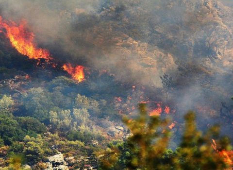 Azərbaycanda bir ayda 550 hektar meşə YANIB