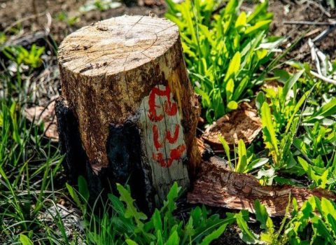 Bakıda tikinti şirkəti qəsdən ağacları qurutdu – ARAŞDIRMA BAŞLADI