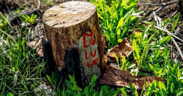 Bakıda tikinti şirkəti qəsdən ağacları qurutdu – ARAŞDIRMA BAŞLADI Bakıda tikinti şirkəti qəsdən ağacları qurutdu – ARAŞDIRMA BAŞLADI