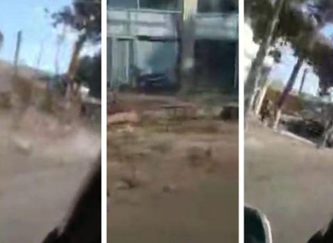 ETSN Xəzər rayonunda şam ağaclarının kəsilməsi ilə bağlı araşdırmaya başladı – VİDEO