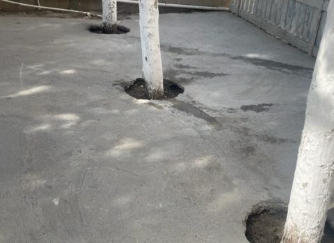 Kafenin həyətindəki ağacların dibi betonlandı