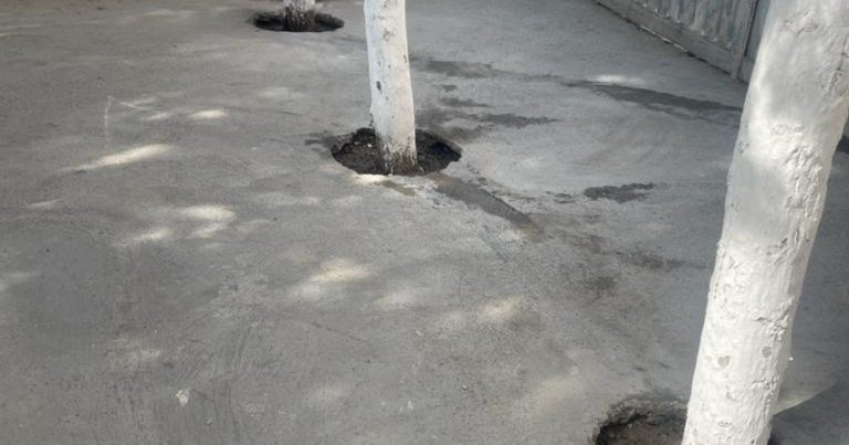 Kafenin həyətindəki ağacların dibi betonlandı Kafenin həyətindəki ağacların dibi betonlandı