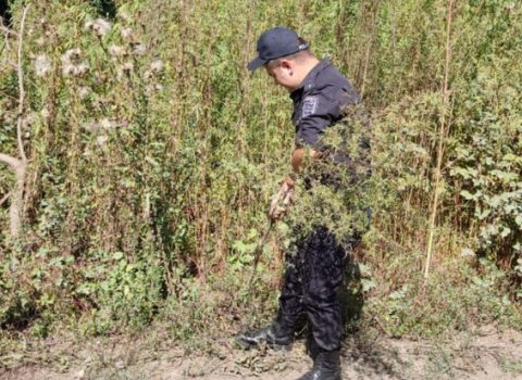 Zaqatalada 2,4 ton narkotik tərkibli bitki məhv edildi