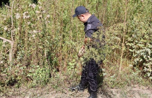 Zaqatalada 2,4 ton narkotik tərkibli bitki məhv edildi