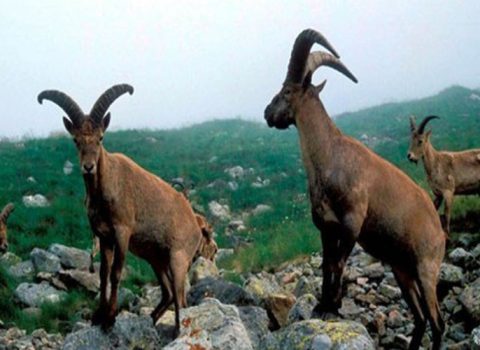 Azərbaycanda bu heyvanın ovlanması qadağan edilir