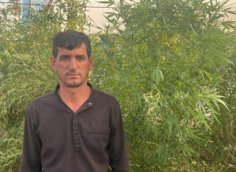 İstixanada narkotik tərkibli bitkilər becərən şəxs saxlanıldı