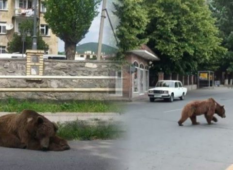 Yaşayış yerlərində vəhşi heyvanlar niyə artıb? – AÇIQLAMA