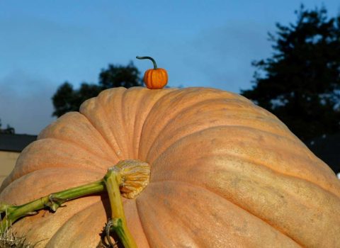 ABŞ-da bir müəllim 1,2 ton ağırlığında balqabaq yetişdirdi – VİDEO