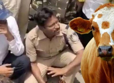 Hindistanda qəribə ritual: İnəklər insanları tapdaladı – VİDEO