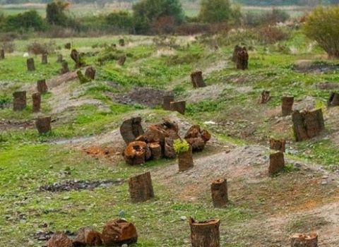 Ermənilər Azərbaycana 16 milyard manatdan çox ekoloji ziyan vurub