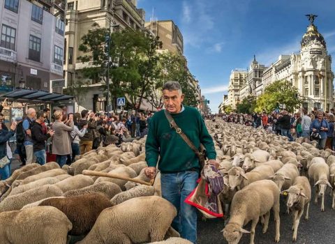Madridin mərkəzi QOYUNLARLA doldu – VİDEO