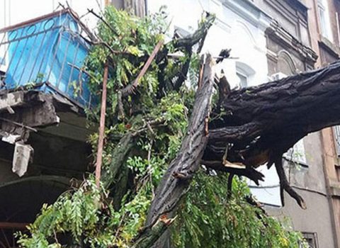 Bu ağacların ömrünə az qaldı… – EKSKLÜZİV