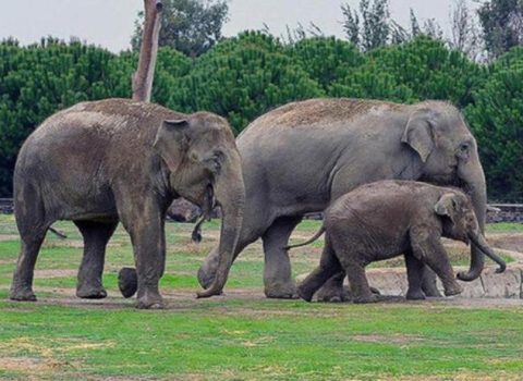 Hindistandan gətirilən fil Bakıda bu qiymətə satılır – FOTO