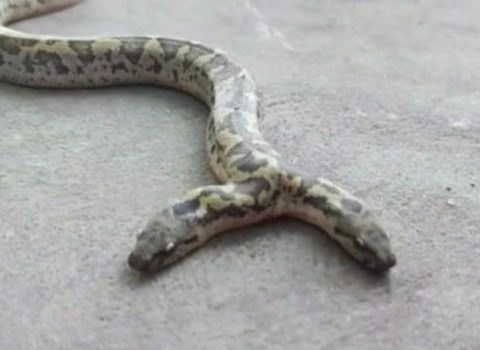 İki başlı ilanın heyrətamiz görüntüləri: Eyni anda iki siçanı yedi – FOTO