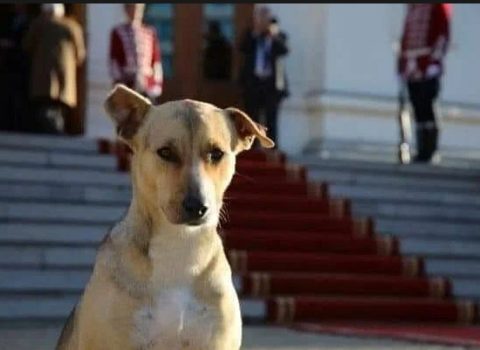 Bu it bir xalqın simvoluna çevrildi: “Bu, bizim camaatdır, dilənməyə gətiriblər”
