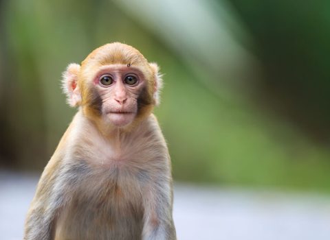 Meymun ölən sahibinin dəfninə gəldi – VİDEO