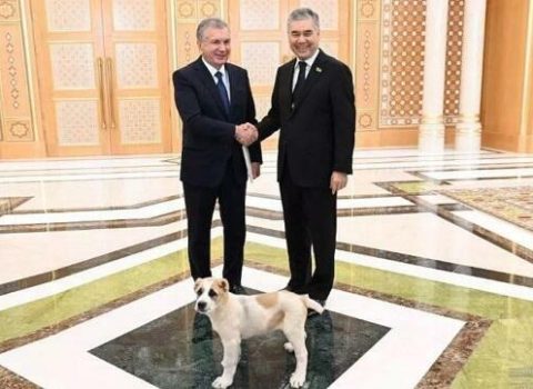 Berdiməhəmmədov Mirziyayevə it hədiyyə etdi