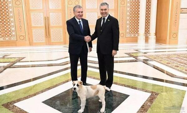 Berdiməhəmmədov Mirziyayevə it hədiyyə etdi Berdiməhəmmədov Mirziyayevə it hədiyyə etdi