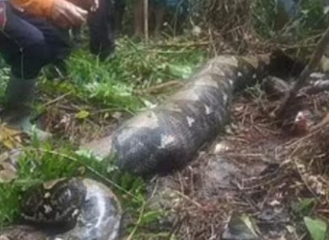 İndoneziyada nəhəng piton qadını udub