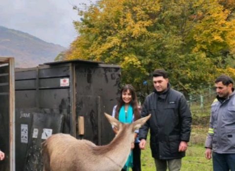 Leyla Əliyevanın iştirakı ilə Şahdağ Milli Parkına marallar buraxıldı – FOTO