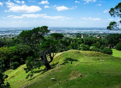 Yeni Zelandiyada quş növlərinin üçdəbiri MƏHV OLDU