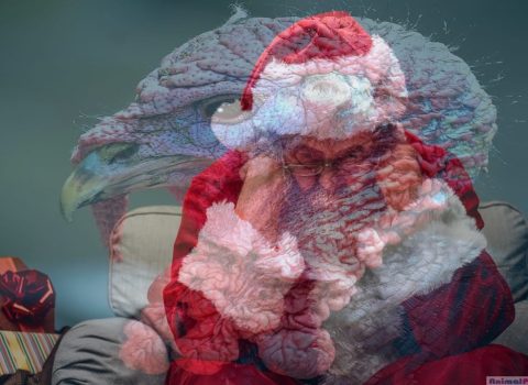 Santa Klaus “qan ağlayır”: Avropa hinduşkasız qaldı