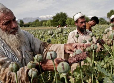 Əfqanıstanda tiryək istehsalı 32% artdı