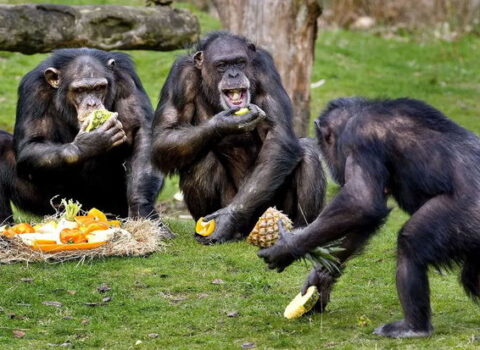 İsveçdə zooparkdan qaçan şimpanzeləri güllələdilər – FOTO