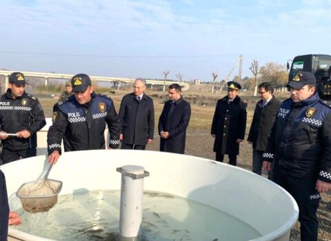 Kür çayına balıq körpələri buraxıldı – FOTO
