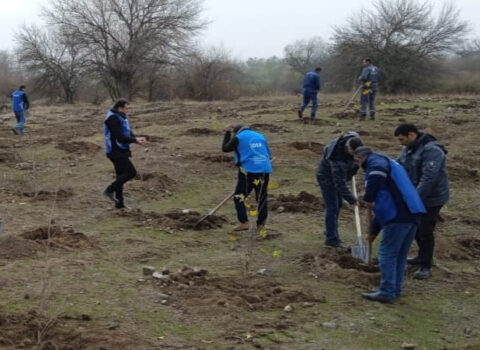“Yaşıl Marafon” çərçivəsində kütləvi ağacəkmə aksiyaları keçirildi