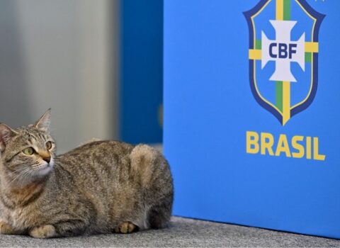 Braziliya Futbol Konfederasiyası pişiyə görə məhkəməyə verildi