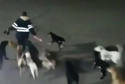 84 yaşlı qadını itlər parçalayaraq öldürdü – Azərbaycanda