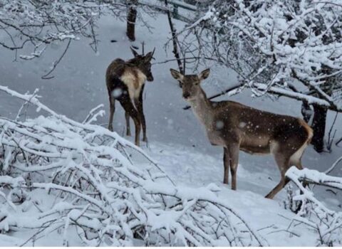 Milli Parkdan maraqlı qış mənzərəsi – FOTOLAR
