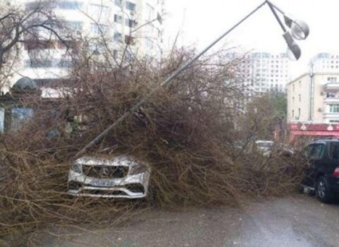 Bakıda ağac aşdı, avtobusların hərəkət sxemi dəyişdirildi