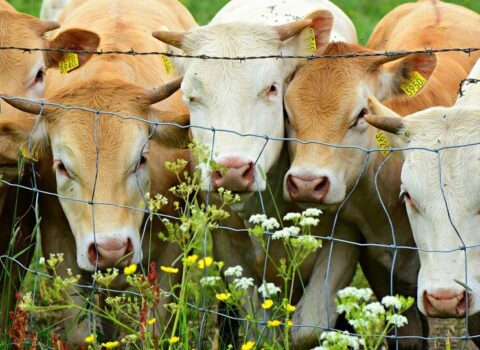 İldə 18 ton süd verən inək KLONLAŞDIRILDI