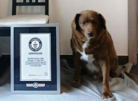 Bobi adlı it Ginnesin Rekordlar Kitabına DÜŞDÜ