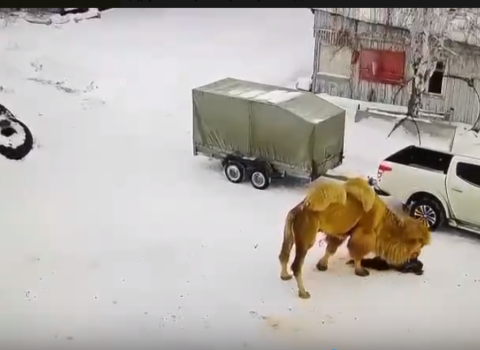 Dəvə onu döyən sahibinə ağır XƏSARƏTLƏR YETİRDİ – VİDEO