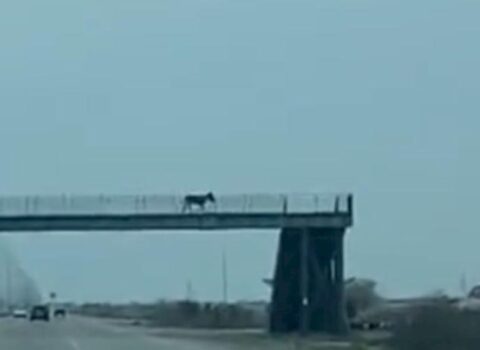 Azərbaycanda eşşək yerüstü piyada keçidindən keçdi – VİDEO