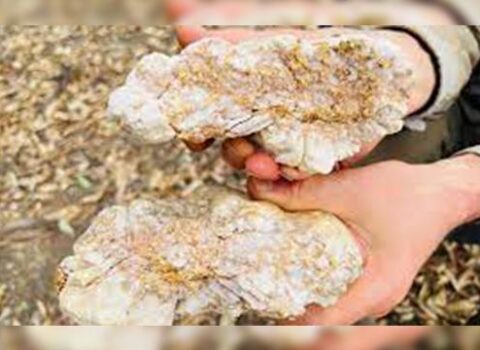 Həvəskar qızılaxtaran böyük bir külçə TAPDI