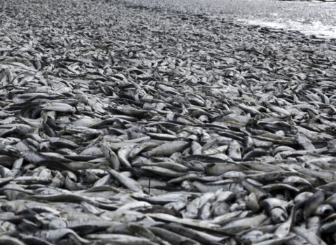 Balıqlar kütləvi şəkildə ölür – SƏBƏB