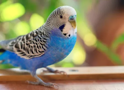 Tutuquşuya görə ömürlük HƏBS OLUNDULAR