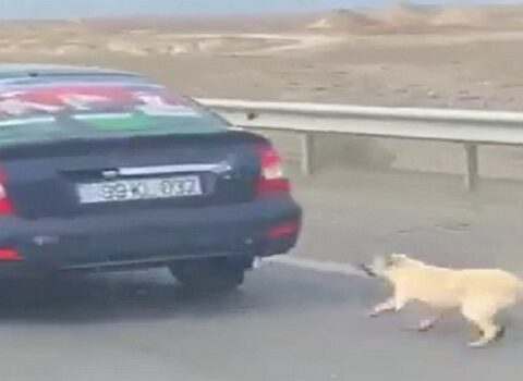 İti avtomobilin arxasına bağlayaraq sürüyən şəxs məsuliyyətə cəlb edildi