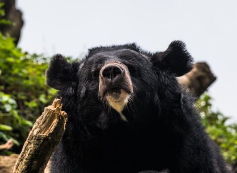 Sayı 15 mindir, ətinin kilosu 68 dollara satılır