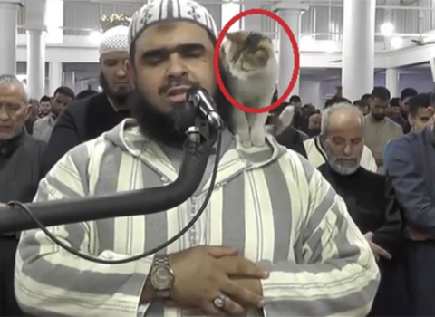 Pişik məsciddə namaz qılan imama belə mane oldu – VİDEO