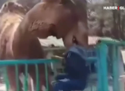 Zooparkda qorxulu anlar: Dəvə uşağa hücum etdi – VİDEO