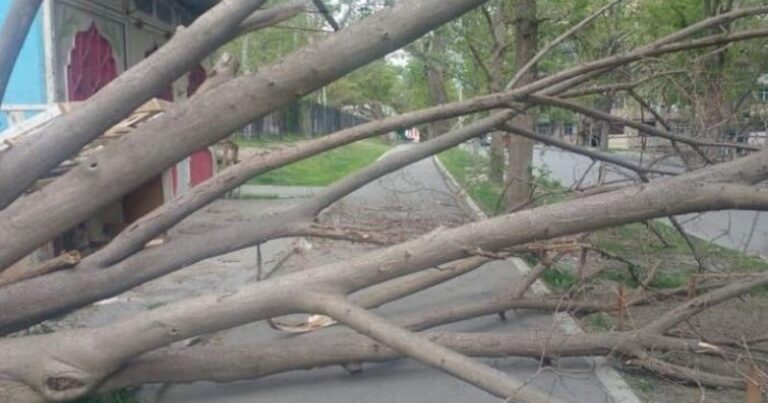 Mingəçevirdə güclü külək ağacları aşırdı – FOTO Mingəçevirdə güclü külək ağacları aşırdı – FOTO
