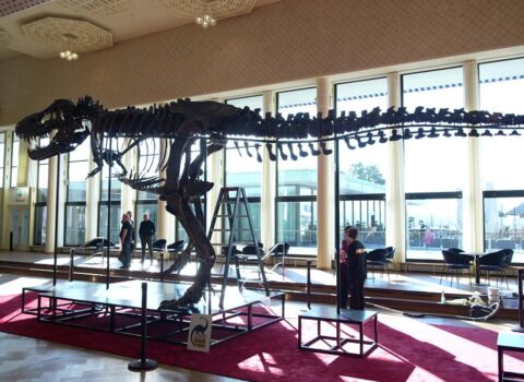 67 milyon il yaşı olan dinozavr skeleti bu qiymətə SATILDI