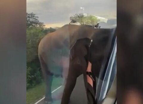 Fil turistlərin olduğu avtobusa hücum etdi – VİDEO