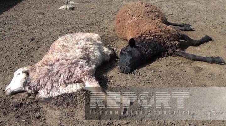 Sahibsiz itlər xırdabuynuzlu heyvanları parçaladı Sahibsiz itlər xırdabuynuzlu heyvanları parçaladı