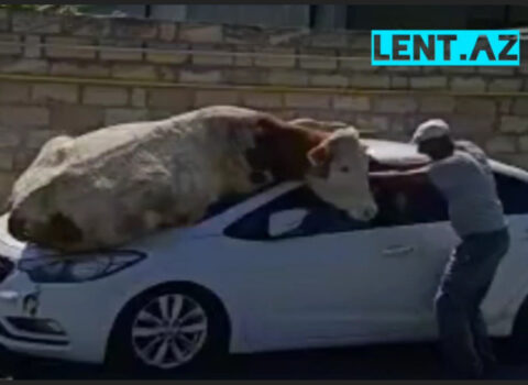 Qaxda inək bahalı maşını belə əzdi – VİDEO